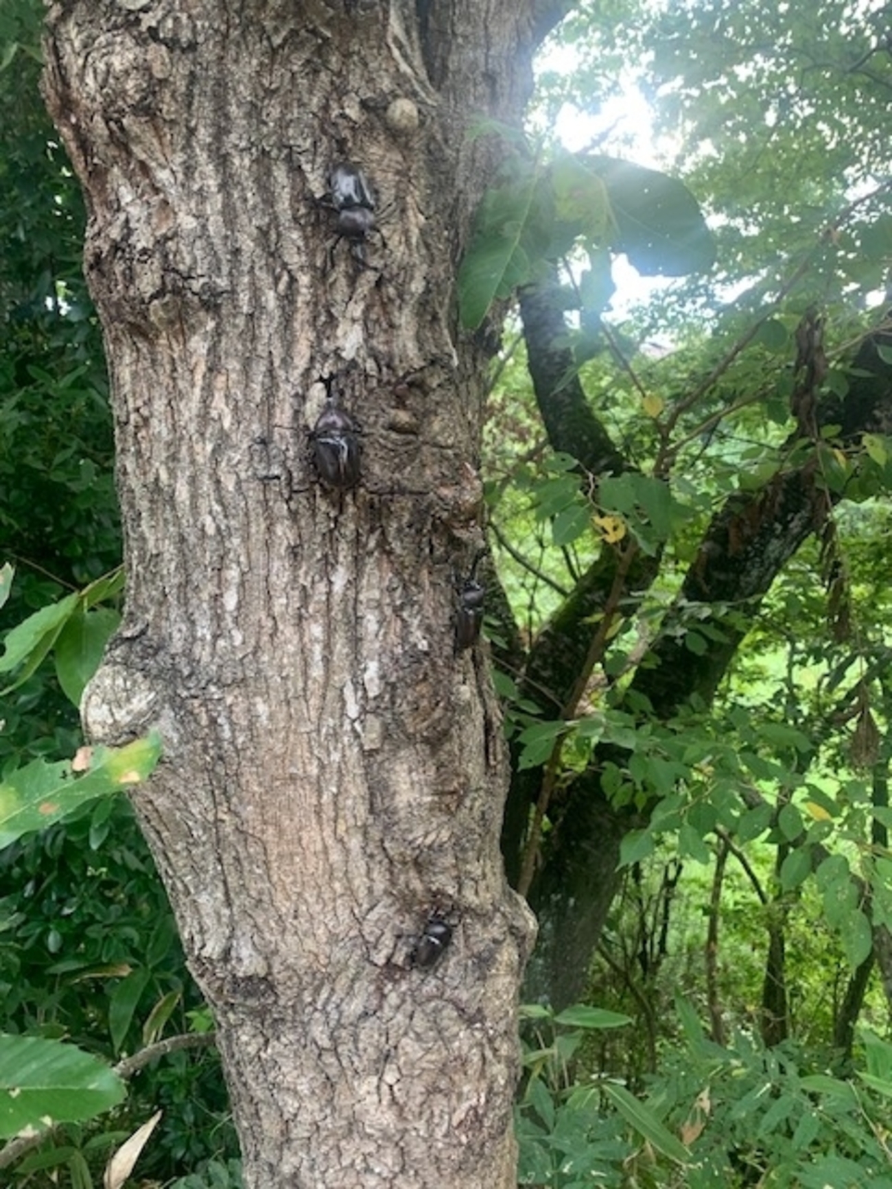 カブトムシを逃してあげたよ🪲 - …
