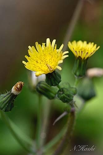 ノゲシとは 動植物の人気 最新記事を集めました はてな