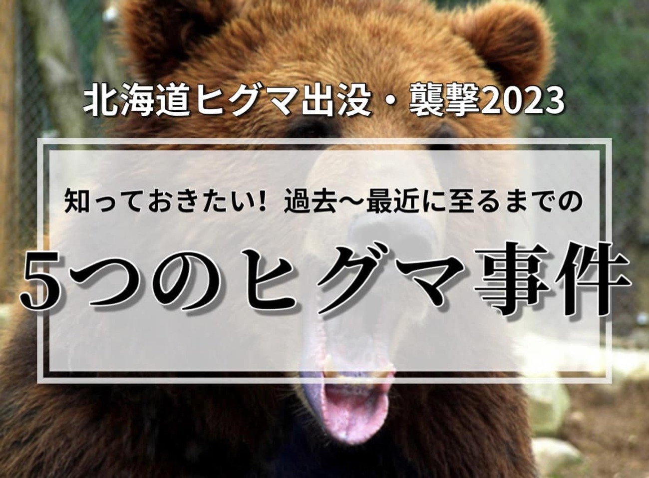 おそらく大正時代の熊の毛皮｜Jogos.pesc.coppe.ufrj.br