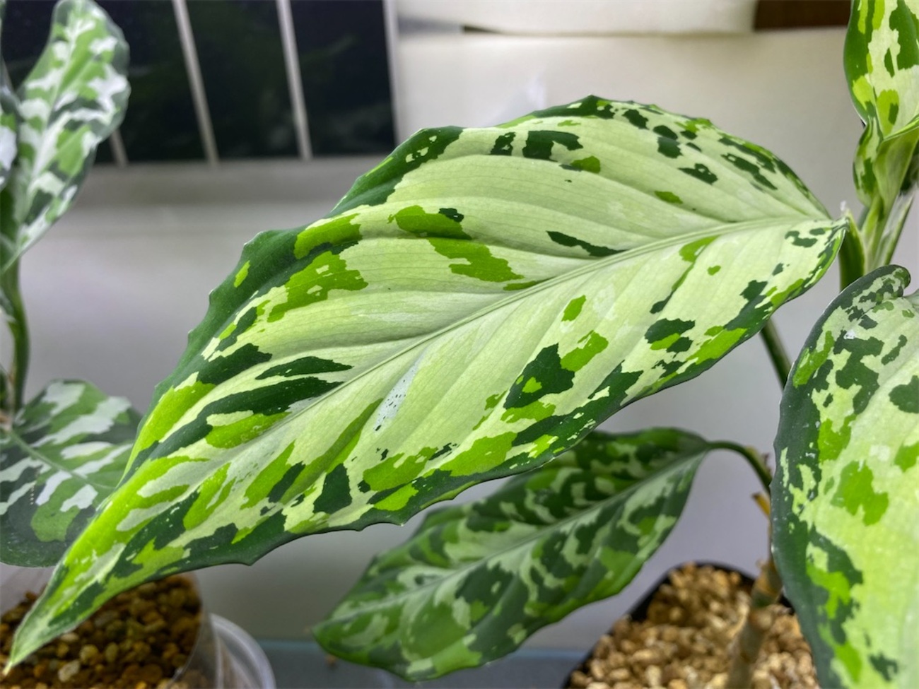 Aglaonema pictum “夢観極彩 千眼葉” - 鱗と迷彩