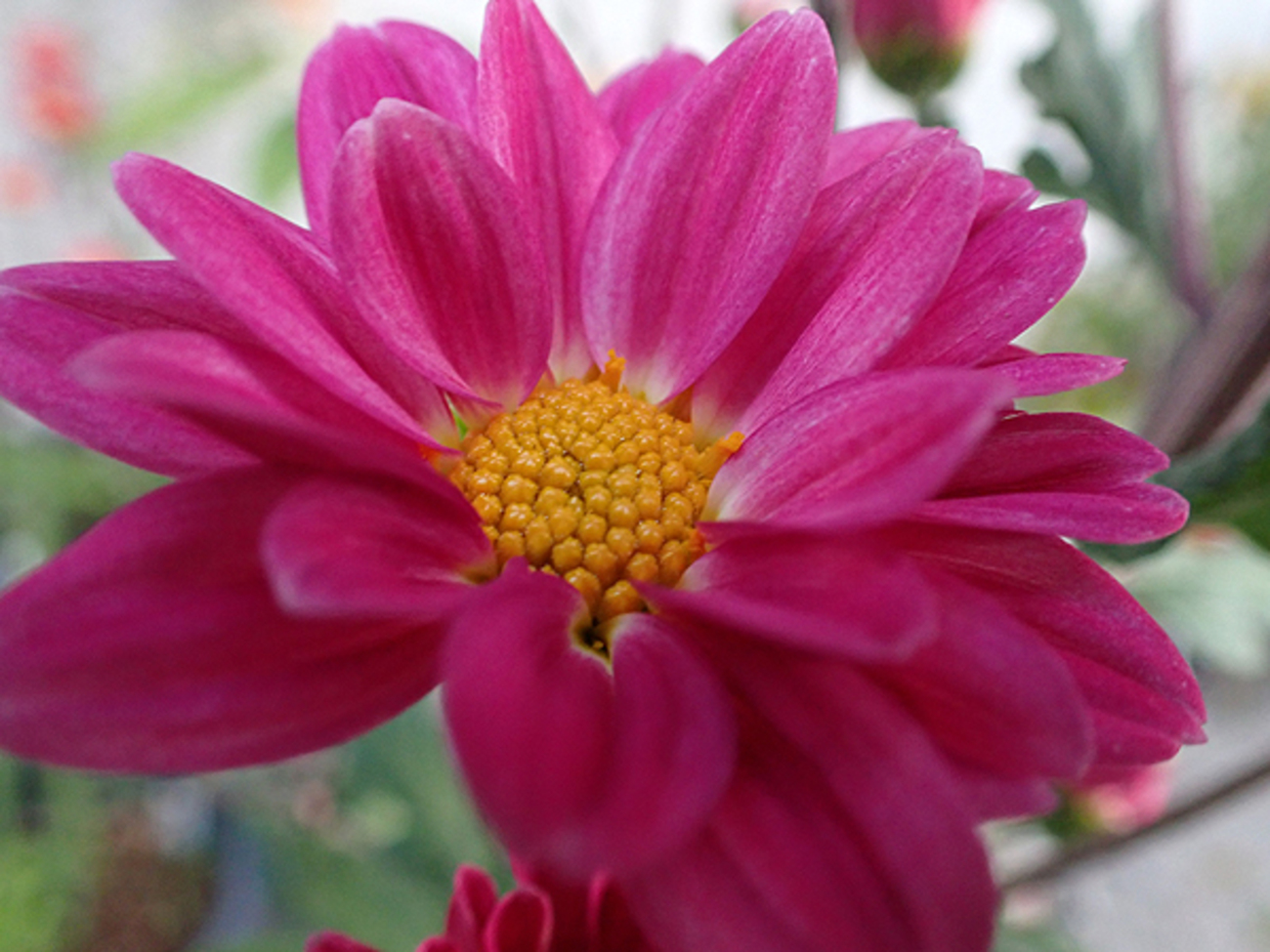 我が家の花 - 花ものがたり