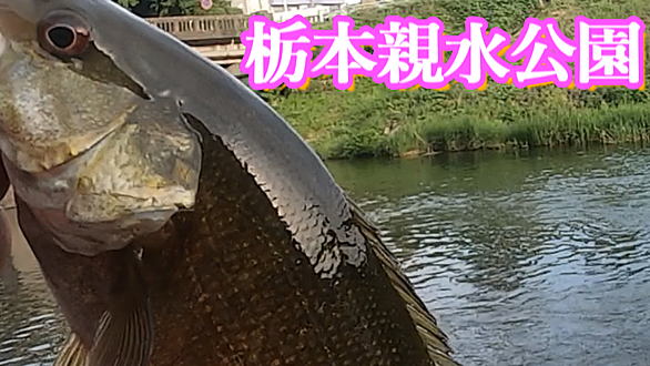 スモールマウスバスとは 人気 最新記事を集めました はてな
