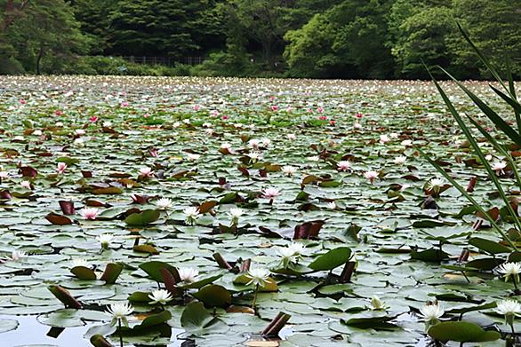 睡蓮とは 動植物の人気 最新記事を集めました はてな 睡蓮とは 動植物の人気 最新記事を集めました はてな