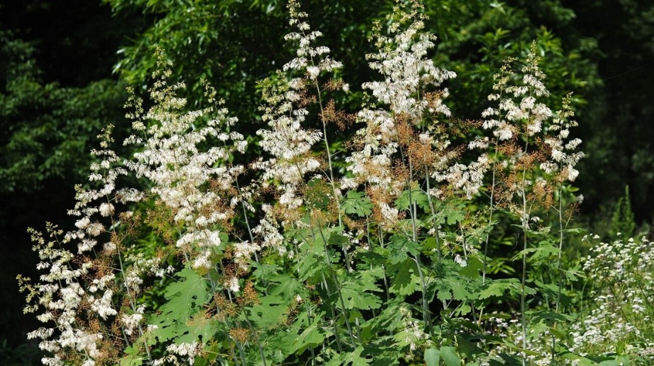 季節のたより127 タケニグサ - mkbkc's diary