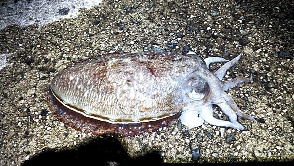 コウイカとは 動植物の人気 最新記事を集めました はてな コウイカとは 動植物の人気 最新記事を集めました はてな