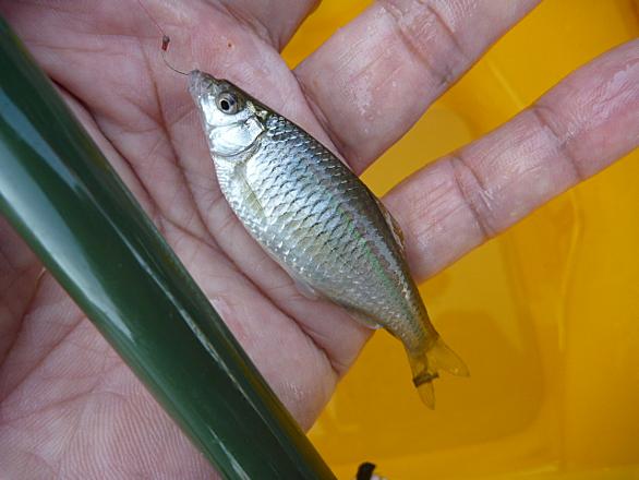 カゼトゲタナゴとは 動植物の人気 最新記事を集めました はてな