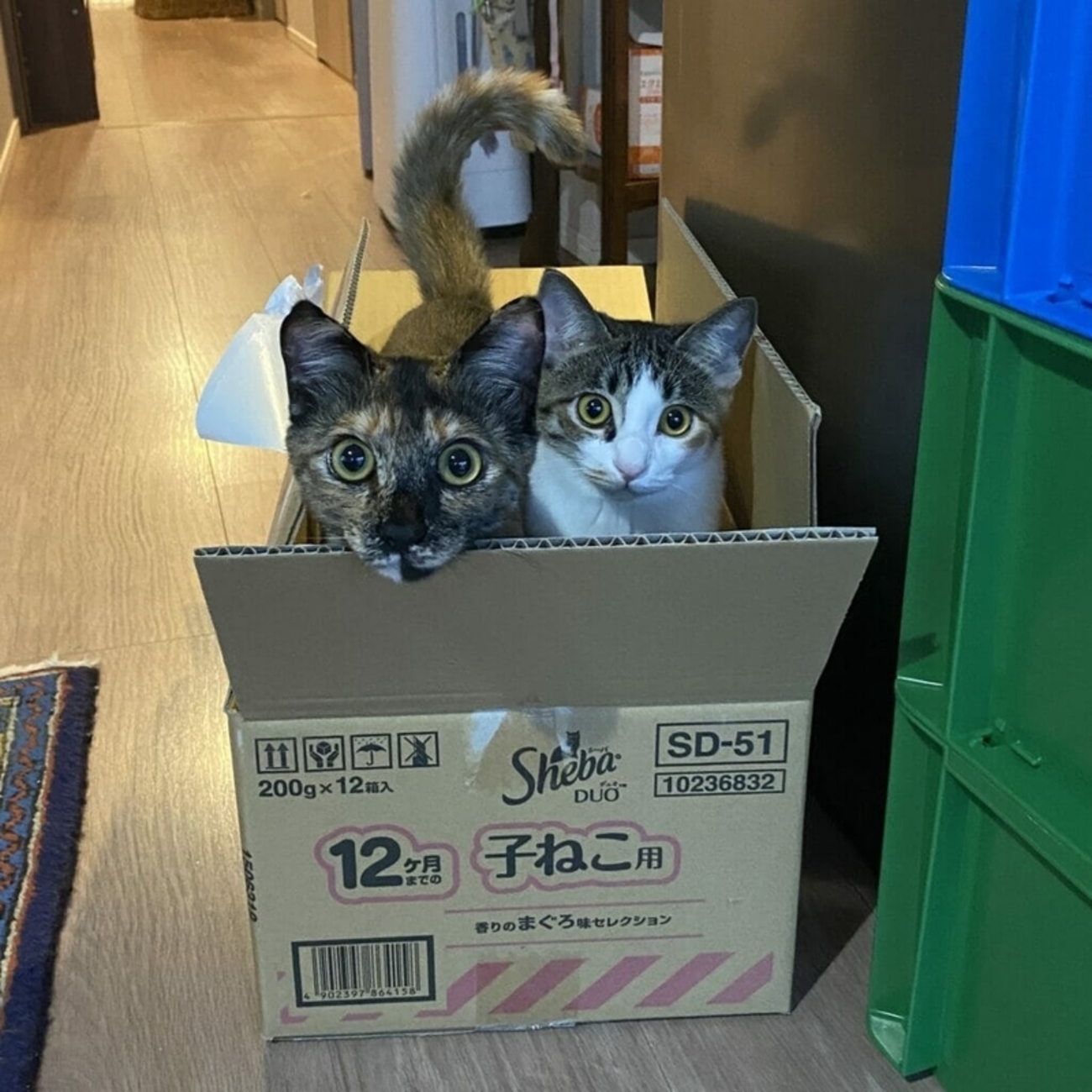 アイキャッチ画像