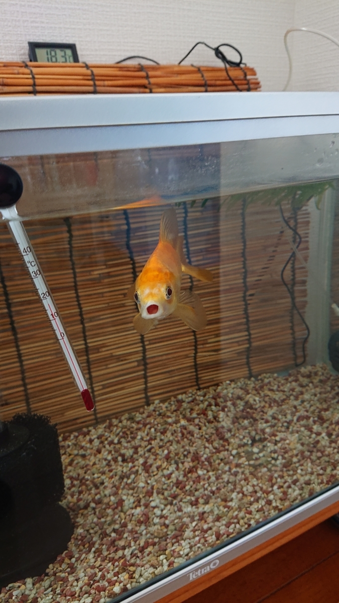 更なる対策でヒレの不具合が改善 - すくい金魚