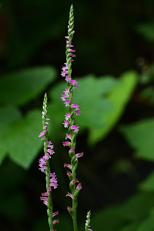 ホウセンカとは 動植物の人気 最新記事を集めました はてな ホウセンカとは 動植物の人気 最新記事を集めました はてな