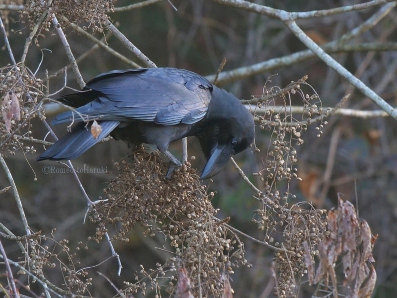 漆の実を食べるカラス - 気楽に《とり~鳥&撮り》歩き