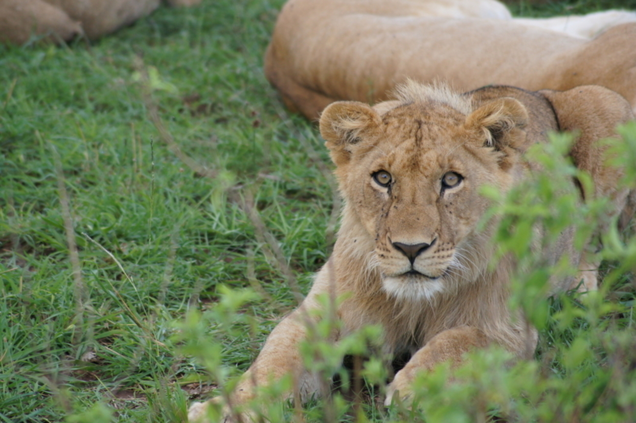 アフリカの動物】「娯楽」と「お金」に翻弄されるライオン - 必死の