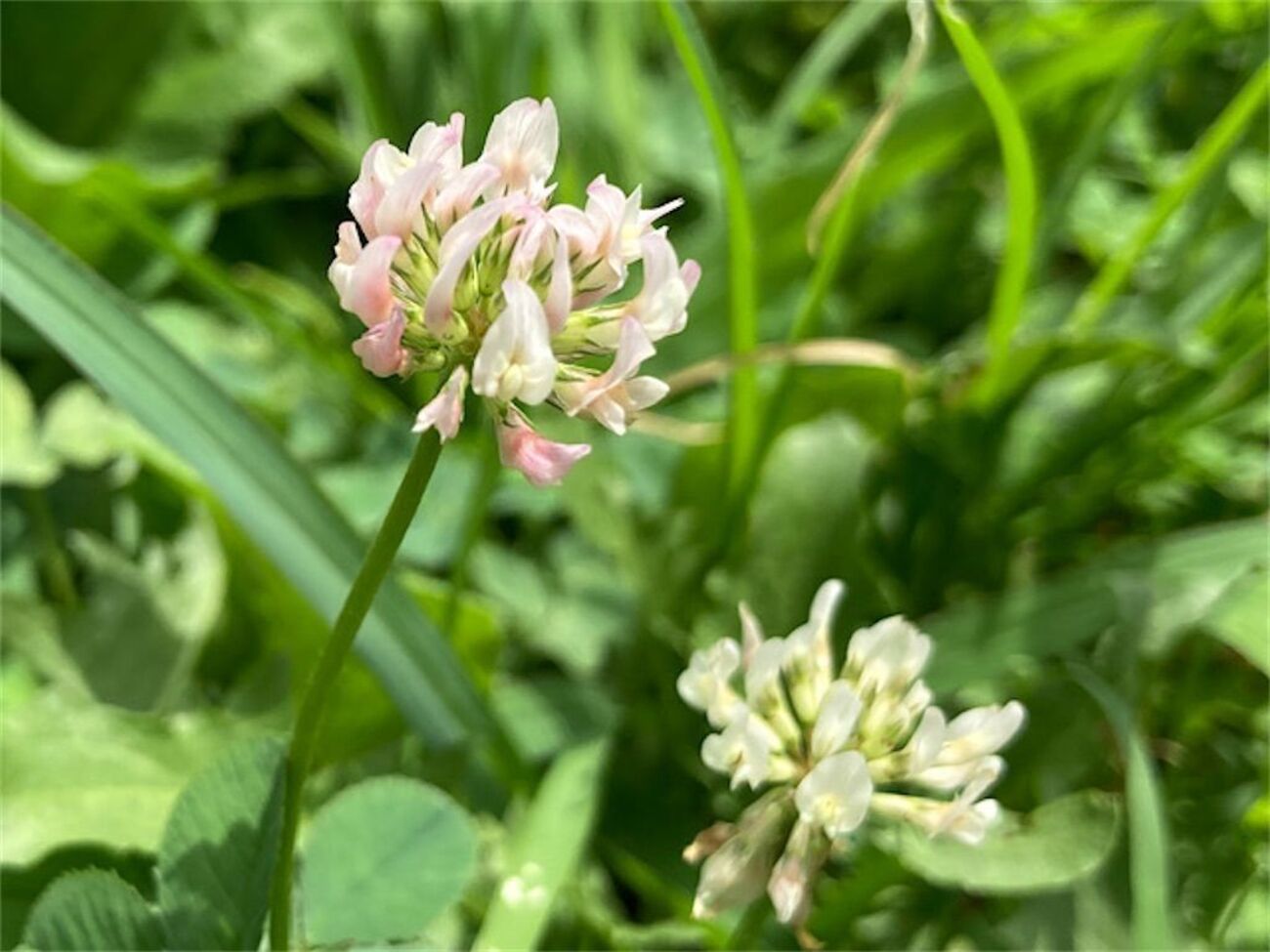 シロツメクサ】稀に赤みを帯びた花が咲くのはなぜ？ - アタマの