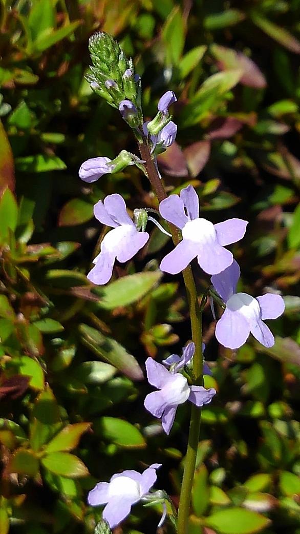 コバノランタナとは 動植物の人気 最新記事を集めました はてな