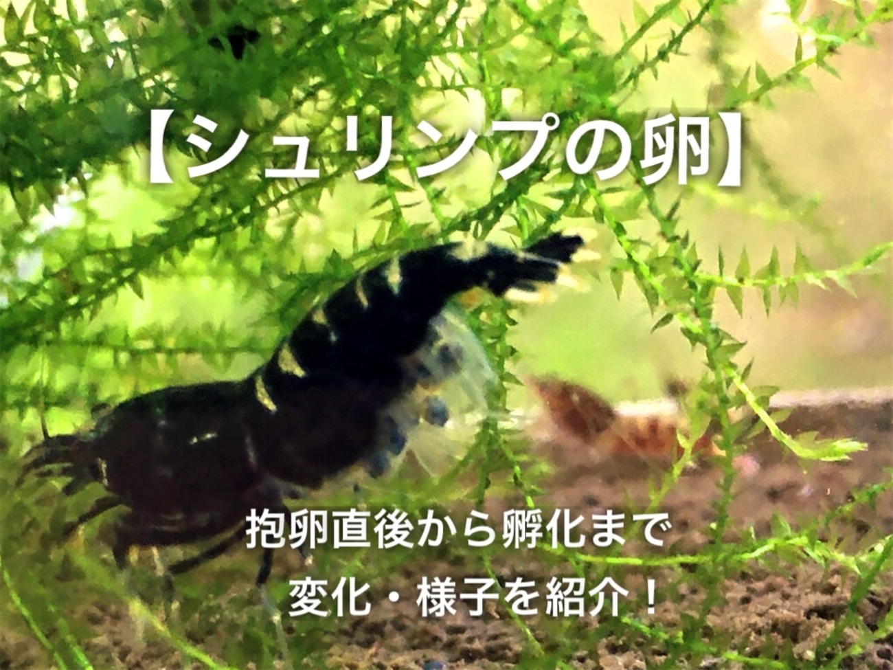 シュリンプの卵】抱卵直後から孵化までの変化や様子を紹介！ - たなごGo！