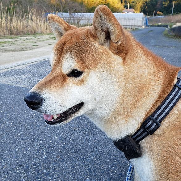 茶々丸とは マンガの人気 最新記事を集めました はてな