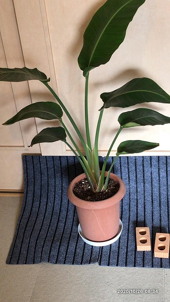 ストレリチア オーガスタとは 動植物の人気 最新記事を集めました はてな ストレリチア オーガスタとは 動植物の人気 最新記事を集めました はてな