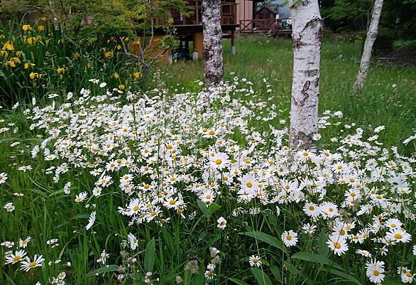 三色スミレとは 動植物の人気 最新記事を集めました はてな