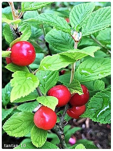 ユスラウメとは 動植物の人気 最新記事を集めました はてな