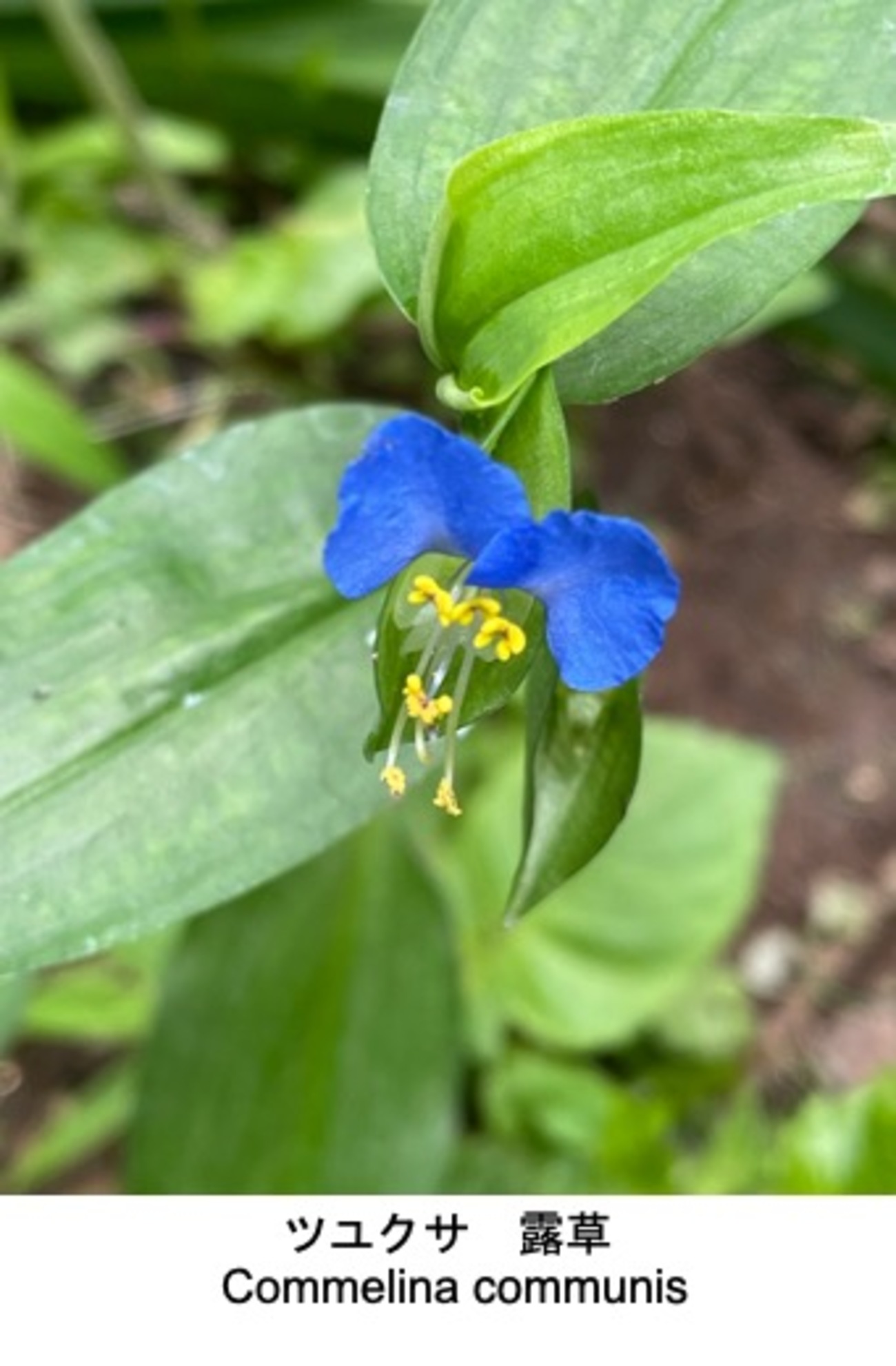 秋の花とされるツユクサ（露草）ですが--- ツユクサを詠んだ短歌 
