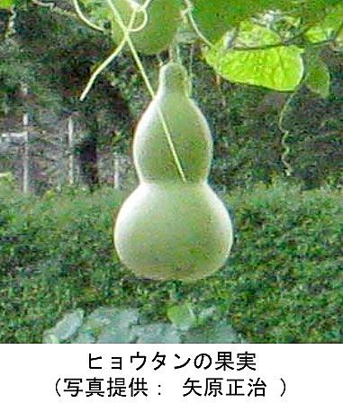 ウリ科とは 動植物の人気 最新記事を集めました はてな