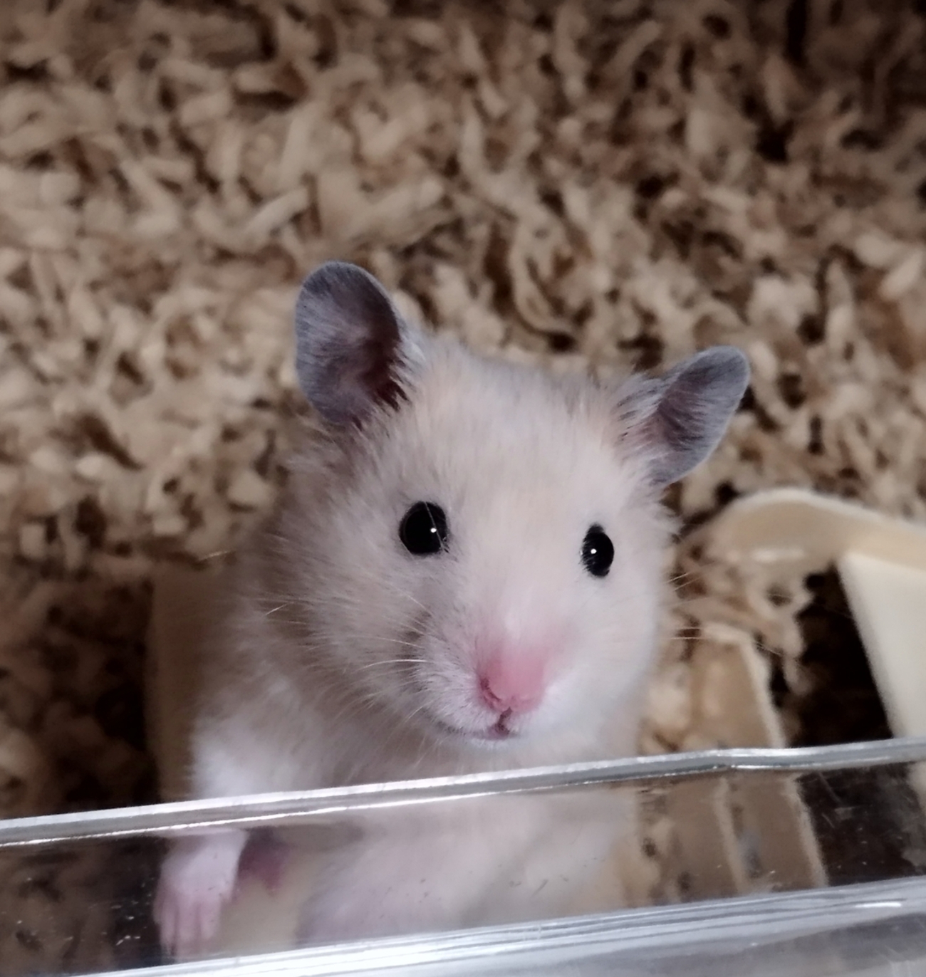 backend=imagemagick;version=1;