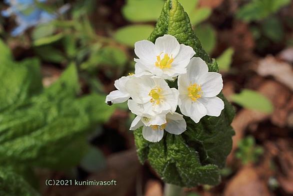 メギ科とは 動植物の人気 最新記事を集めました はてな メギ科とは 動植物の人気 最新記事を集めました はてな