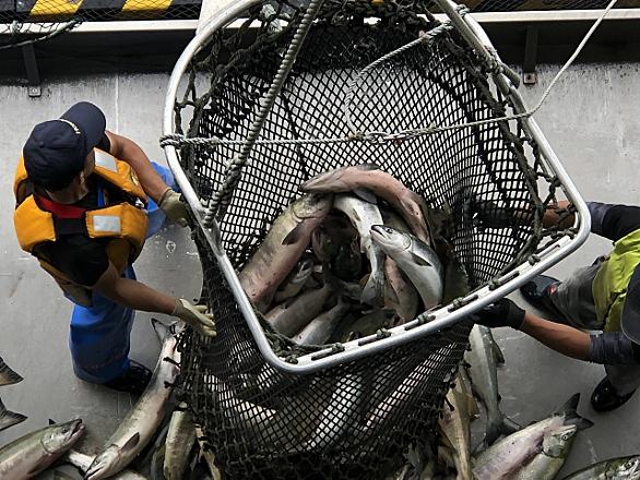 漁師とは 動植物の人気 最新記事を集めました はてな