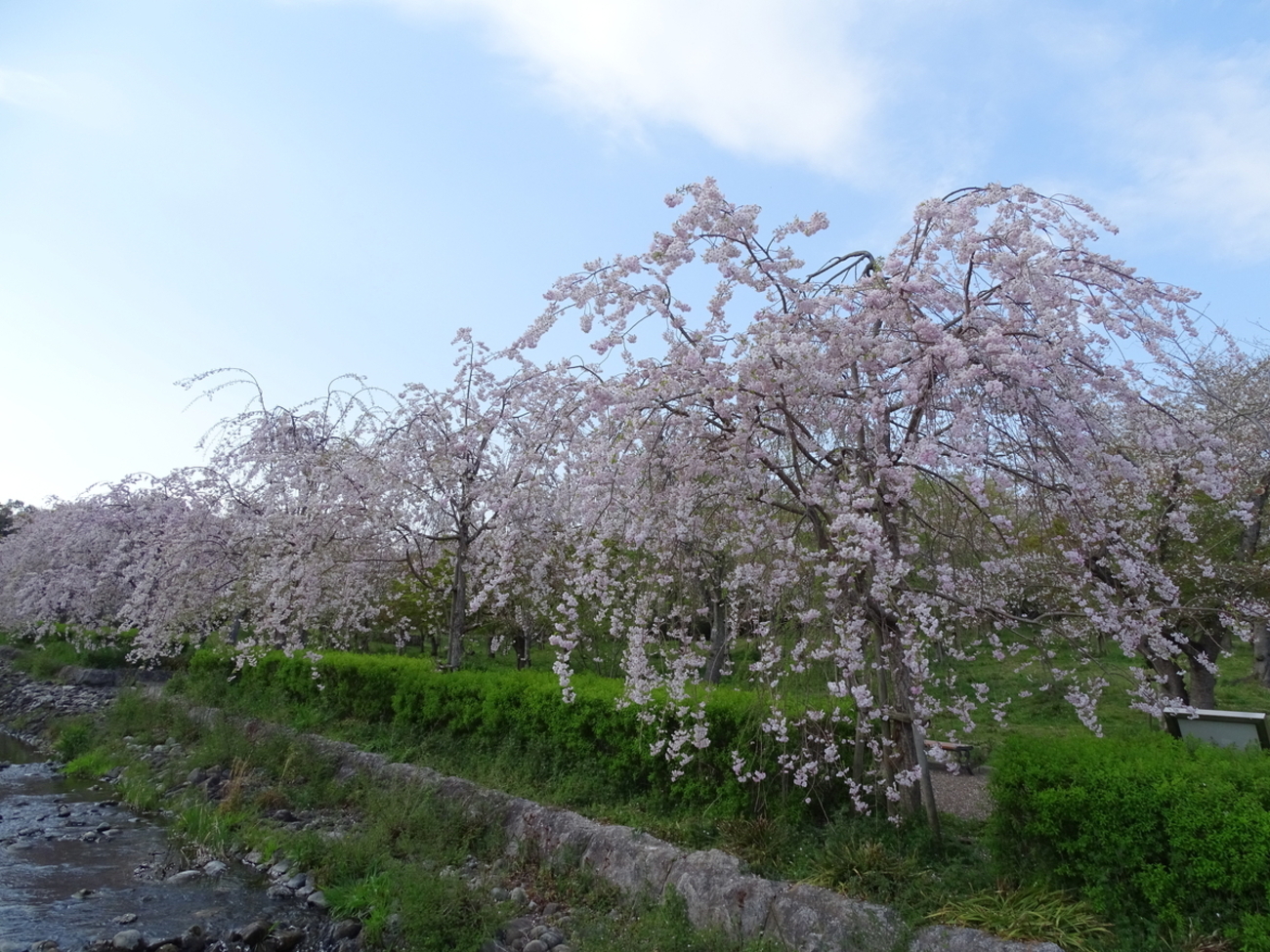 Cerasus itosakura シダレザクラ - F