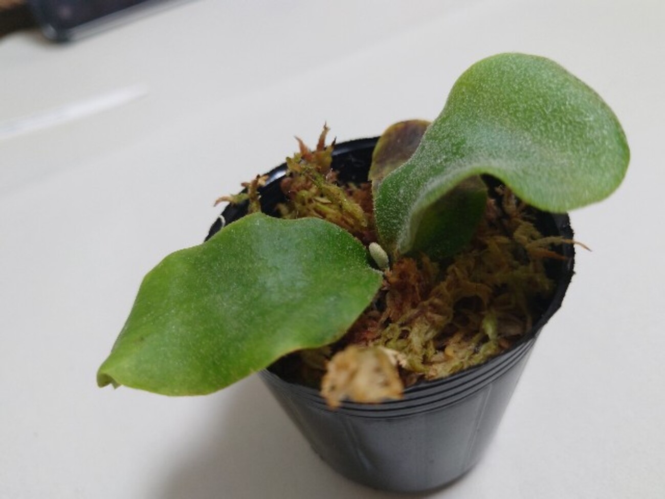 P.Willinckii cv.Baileyi 成長記録 - 趣味の群生