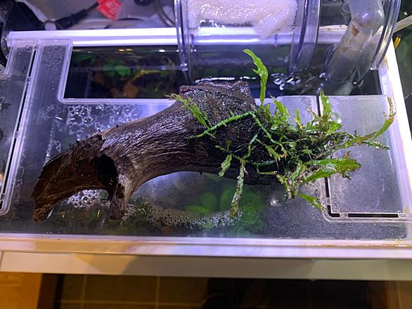ミクロソリウムとは 動植物の人気 最新記事を集めました はてな