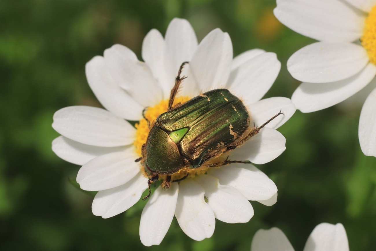 白と黄色の花がお好き？ - 還暦のカメラ小僧・三好学生のフォトライフ