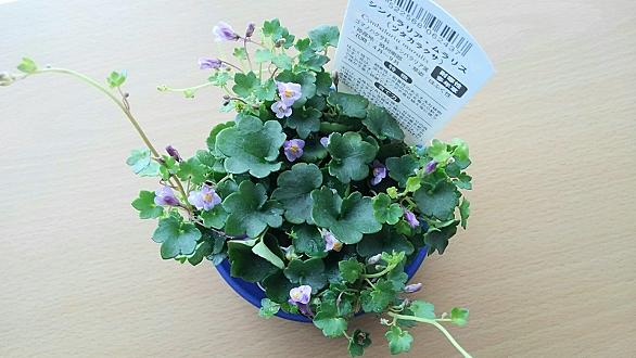 ツタバウンランとは 動植物の人気 最新記事を集めました はてな ツタバウンランとは 動植物の人気 最新記事を集めました はてな