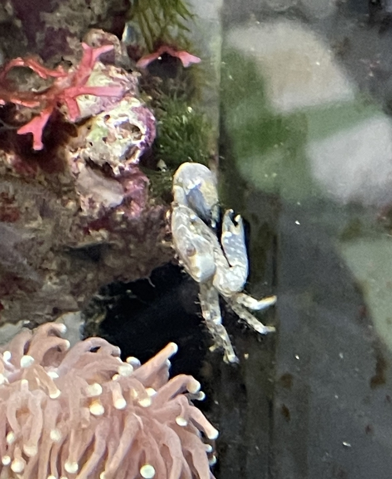 ライブロックに付いてきた生き物たち - 淡水海水30cm生活