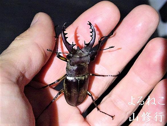ミヤマクワガタとは 動植物の人気 最新記事を集めました はてな