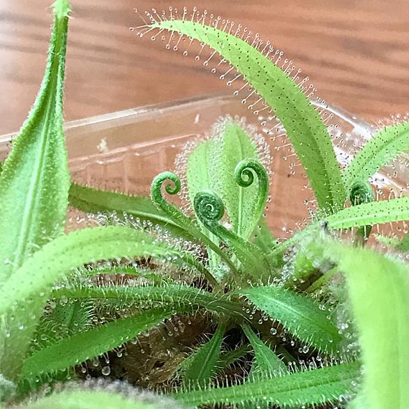 モウセンゴケとは 動植物の人気 最新記事を集めました はてな モウセンゴケとは 動植物の人気 最新記事を集めました はてな