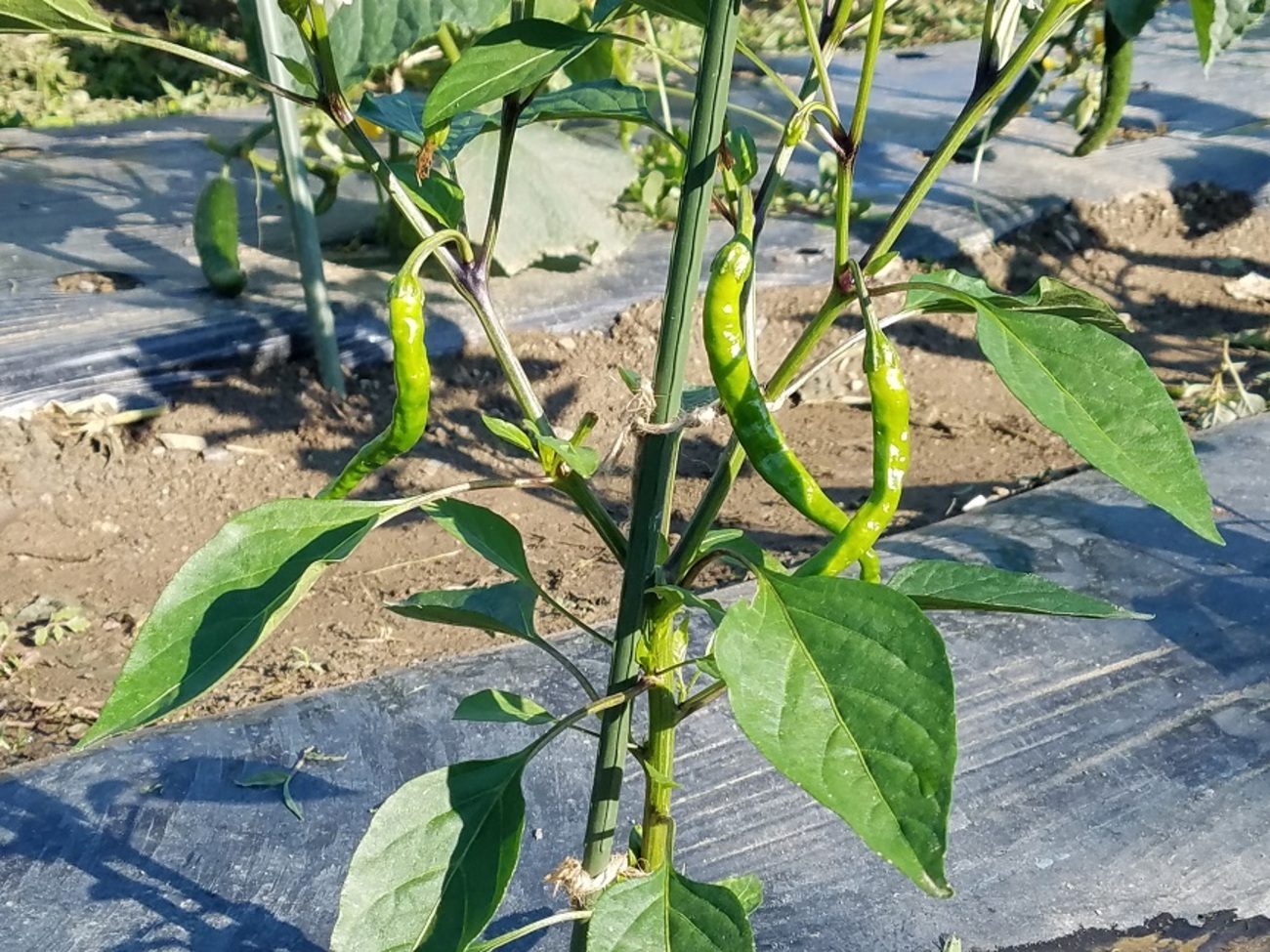 新鮮 青唐辛子 農場栽培 収穫当日出荷！】激辛！青唐辛子 栽培期間中農薬不使用 1kg