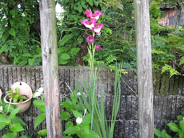 グラジオラスとは 動植物の人気 最新記事を集めました はてな グラジオラスとは 動植物の人気 最新記事を集めました はてな