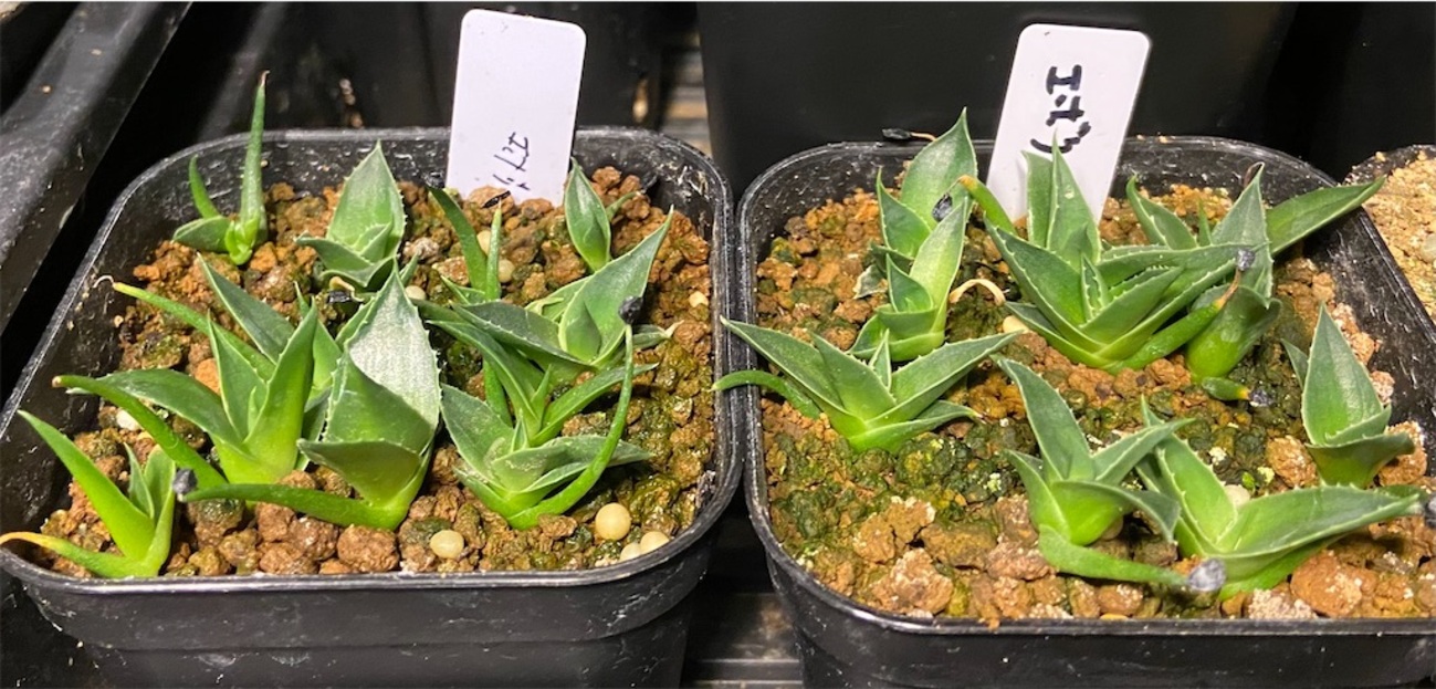 アガベ・エボリスピナ実生記録①(Agave utahensis var. eborispina 