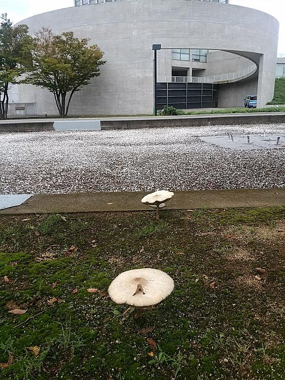 兵庫県立大学とは 一般の人気 最新記事を集めました はてな