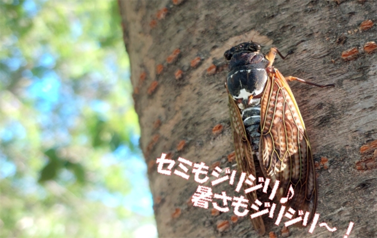 ハチにご用心！・・・公園のツツジやベンチ今年は蜂の巣多いような気が・・・２０２５年 - いげのやま美化クラブ(kyoto　Japan）