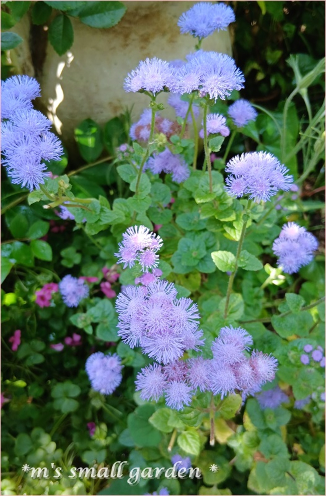 可愛い五月の草花たち♡ - *m's small garden*