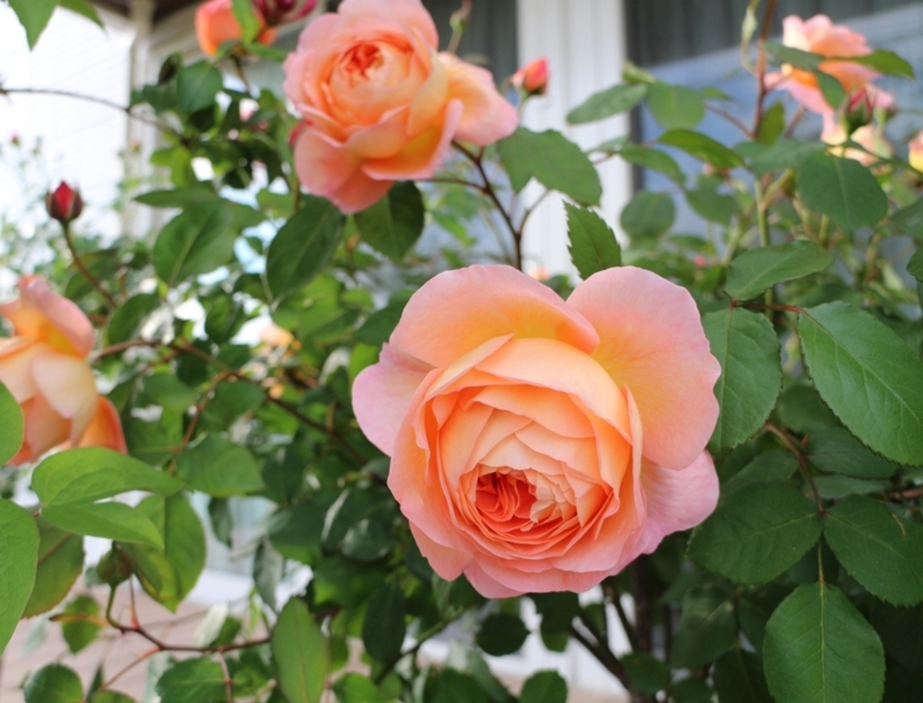 backend=imagemagick;version=1;