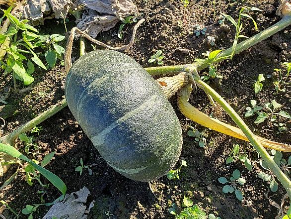 抑制栽培とは 動植物の人気 最新記事を集めました はてな 抑制栽培とは 動植物の人気 最新記事を集めました はてな