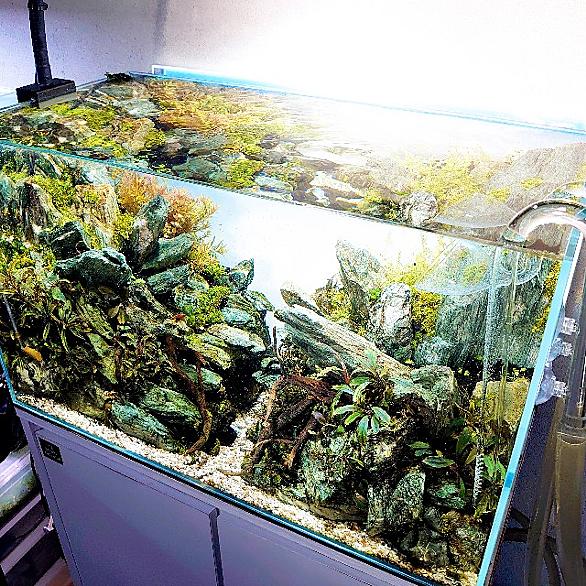 クリプトコリネとは 動植物の人気 最新記事を集めました はてな クリプトコリネとは 動植物の人気 最新記事を集めました はてな