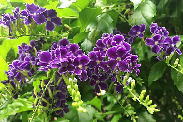 タイワンレンギョウとは 動植物の人気 最新記事を集めました はてな