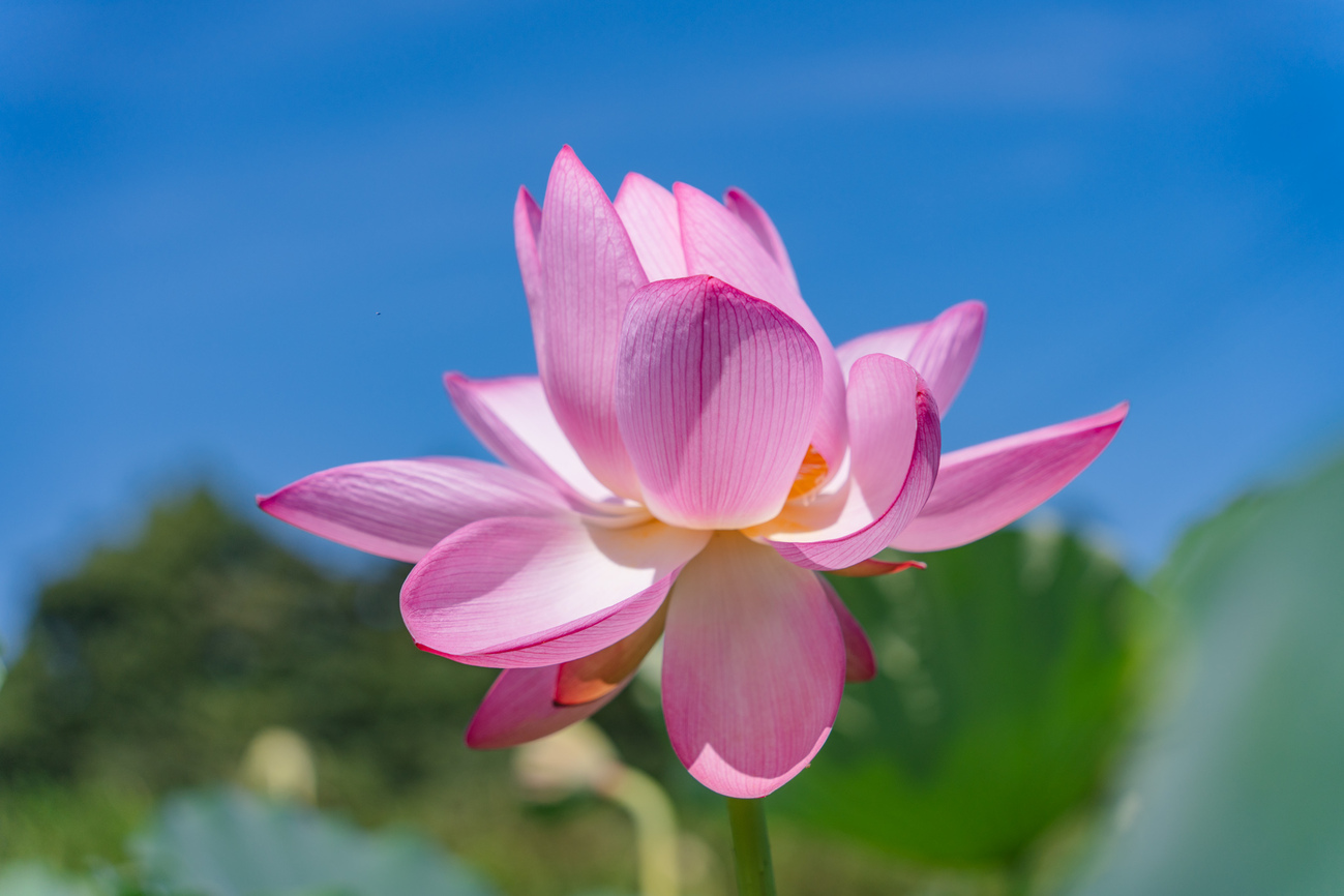 極楽浄土に咲く最上の花 - 光と風と薔薇と