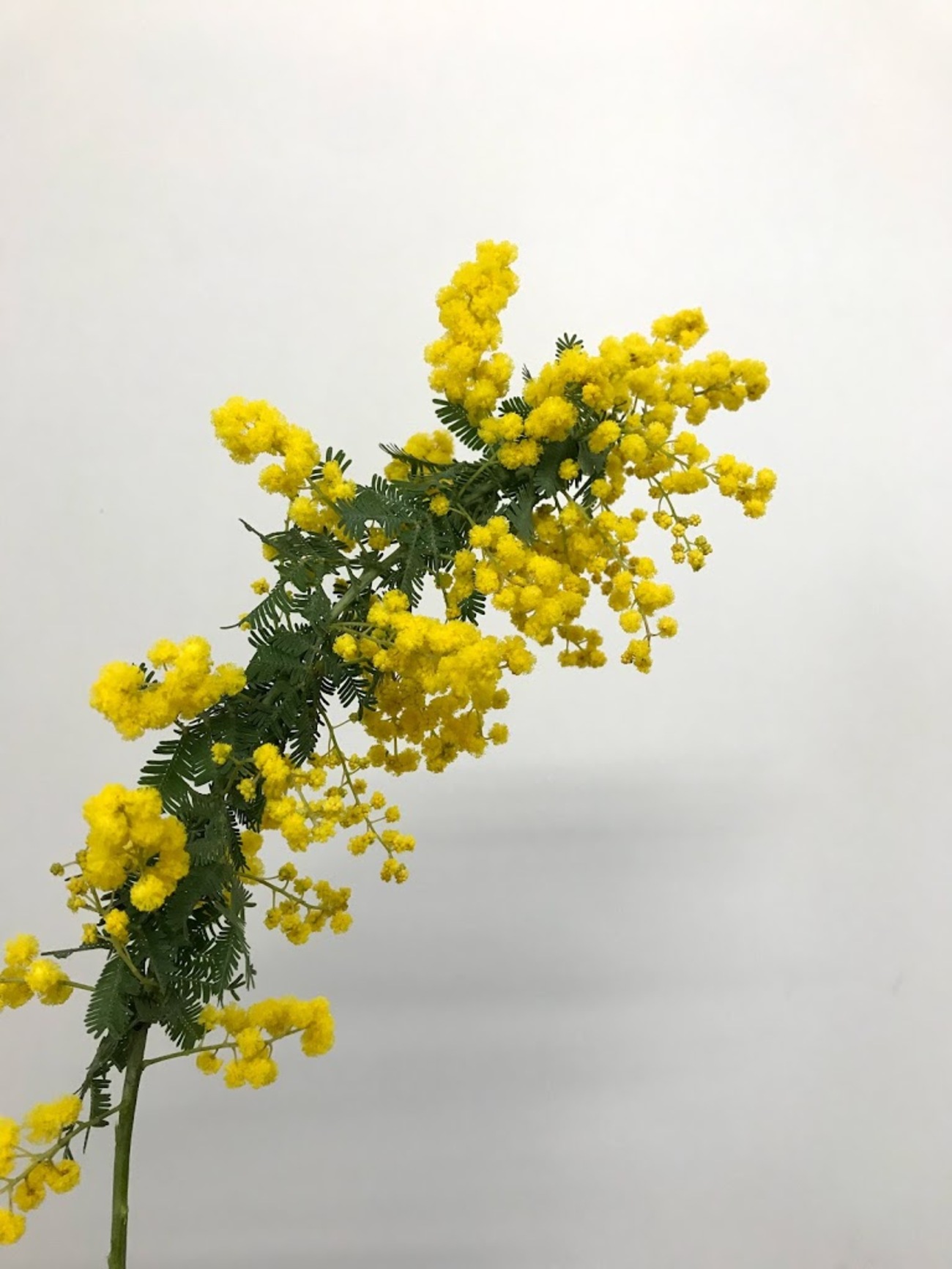 3.ミモザ切花100サイズ 取りかかり