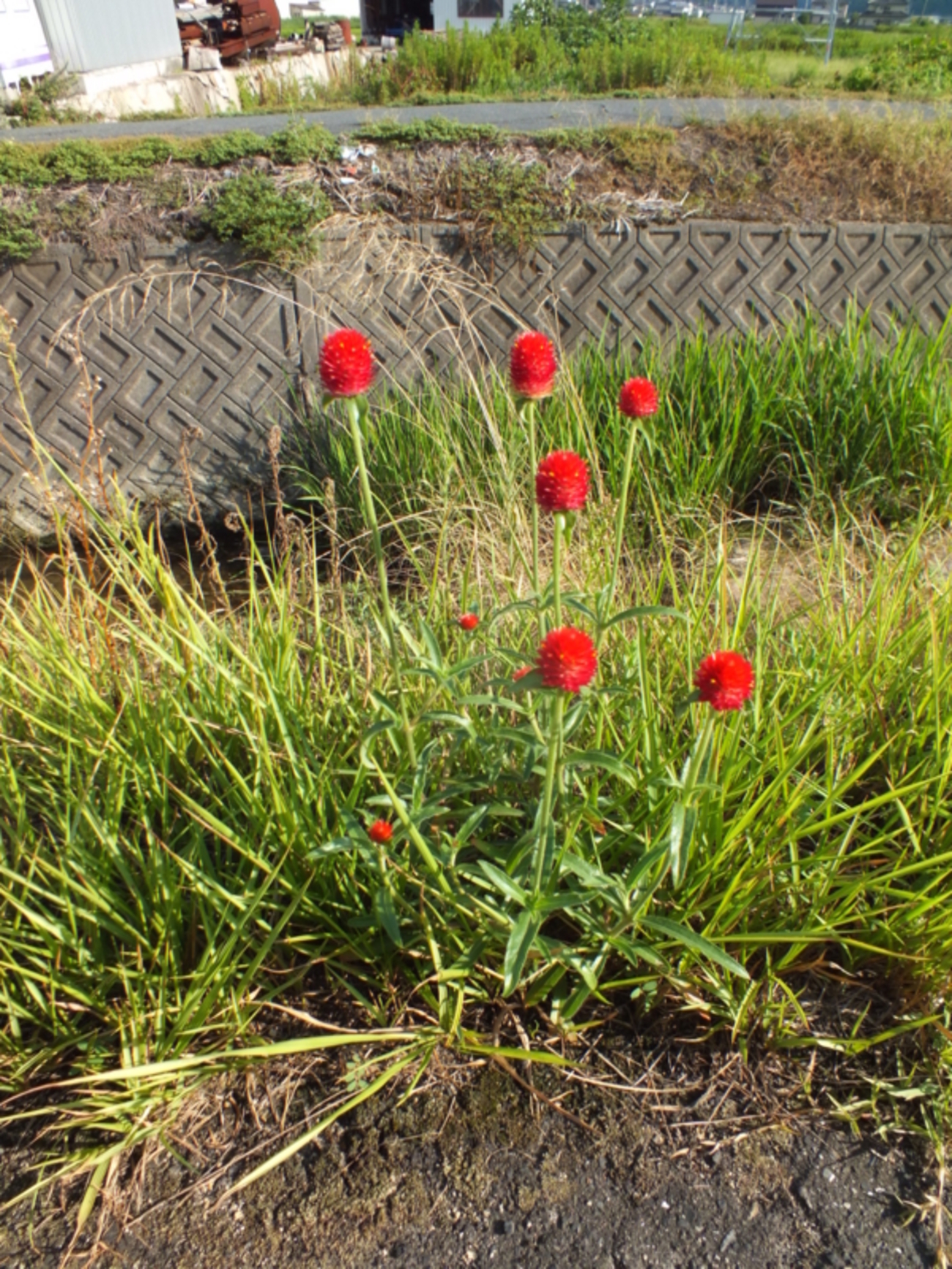 小さな赤い花('06中国/伊) red-flowers-chinese-rose-