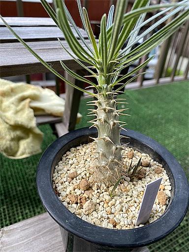 キョウチクトウ科とは 動植物の人気 最新記事を集めました はてな キョウチクトウ科とは 動植物の人気 最新記事を集めました はてな