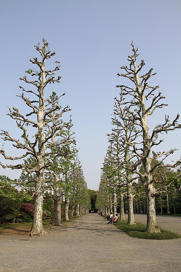 プラタナスとは 動植物の人気 最新記事を集めました はてな